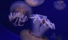 Akwarium w Cala Gonone